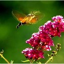 FVCW (25)-Seiler-Max